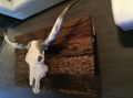 Crâne de boeuf longhorn skull décoration 290$ FERME-3-thumb